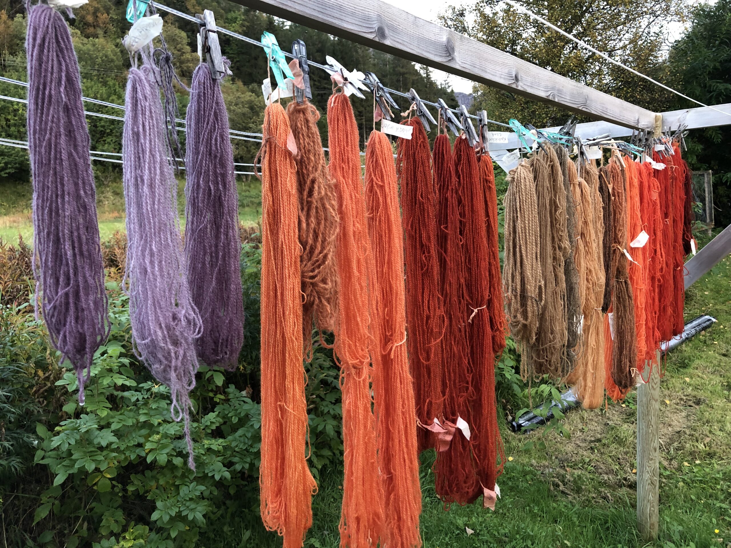 Farging av garn med sopp, garnfaring, Steigen 2024